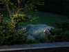 Schwenkbarer LED Gartenstrahler ANDRIA mit Erdspieß & 5mtr. Anschlußkabel, 27cm